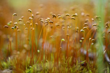 çiçekli taze yosun kadar yakın