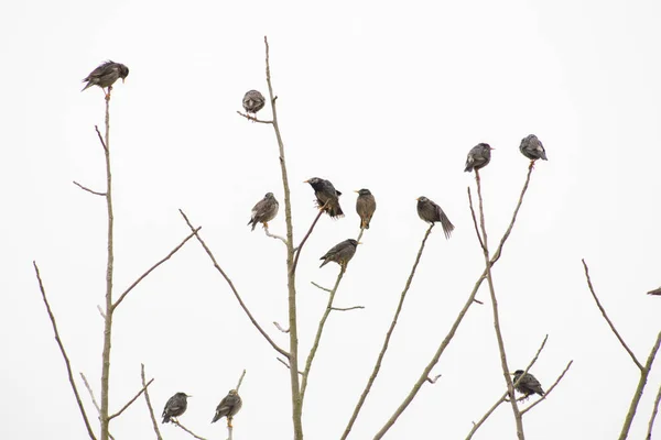 Sturnus cineraceus aves no fundo do céu — Fotografia de Stock