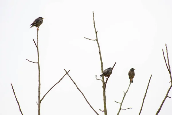 Птицы Strucus cineraceus на фоне неба — стоковое фото
