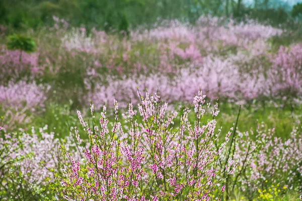 Bellissimo scenario pastorale in primavera — Foto Stock