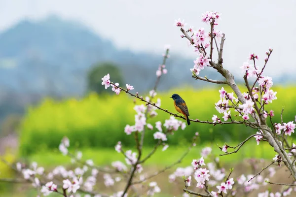 பறவைகள் வசந்த காலத்தில் பூங்காவில் உள்ளன — ஸ்டாக் புகைப்படம்