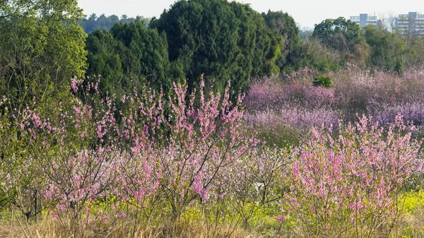 Belo cenário pastoral na primavera — Fotografia de Stock