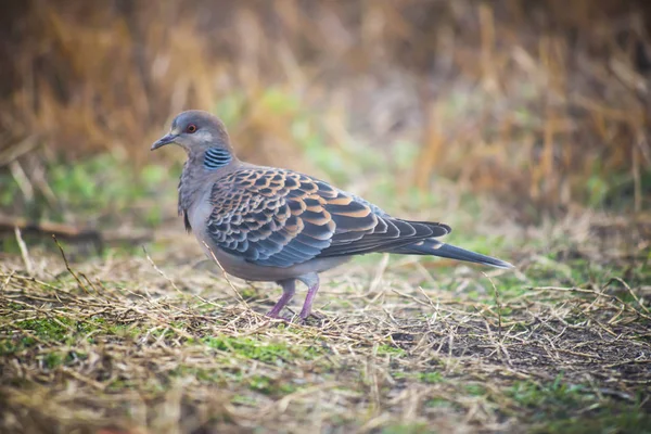 Närbild vacker fläckig duva — Stockfoto