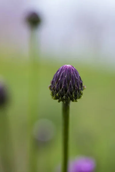 Beautiful field thistle flower buds — Stock Photo, Image