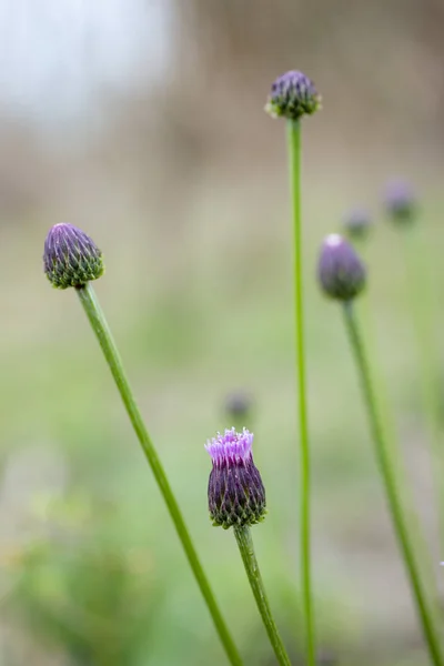 Beautiful field thistle flower buds — Stock Photo, Image