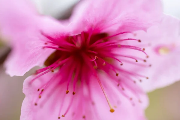 Close up the peach flowers — Stock Photo, Image