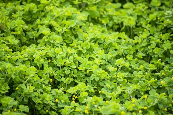 Mooie groene plant achtergrondmateriaal — Stockfoto