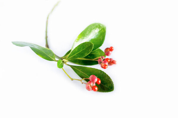 Holly and berries  on a white  background
