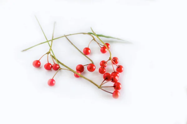 Myrsinaceae Yapraklarını Meyvelerini Beyaz Arka Planda Kapat — Stok fotoğraf