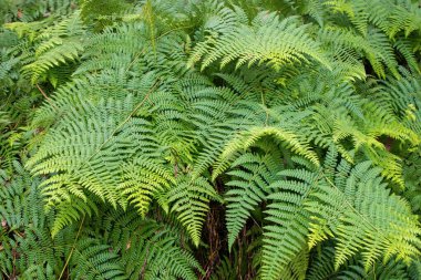 Yoğun yapraklı yakın çekim pteridophyte