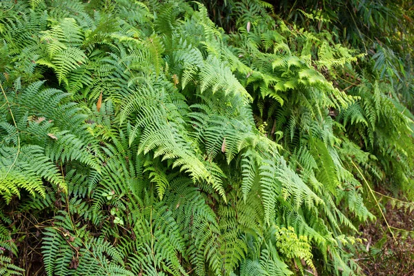 Closeup Pteridophyte Com Folhas Densas — Fotografia de Stock