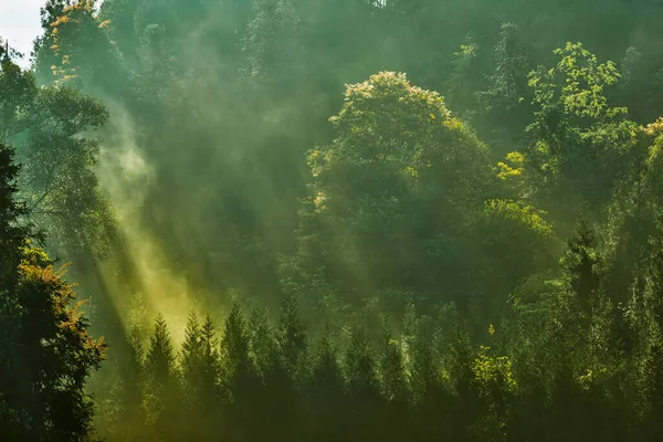 阳光照射在多雾的山林上 早上的时候 — 图库照片