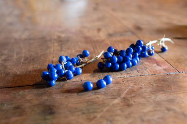 Yakın plan ophiopogon japonicus mavi meyve