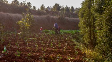 Üç nesildir tarım arazilerine çay ağaçları dikiyorlar. Guanyin Town, Yibin, Sichuan Eyaleti, Çin. Aralık 'ta. - Altı. 2019 'da.