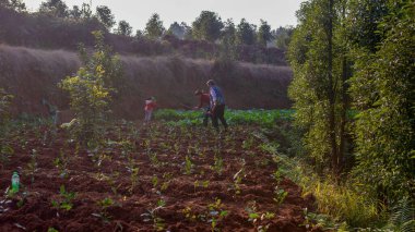 Üç nesildir tarım arazilerine çay ağaçları dikiyorlar. Guanyin Town, Yibin, Sichuan Eyaleti, Çin. Aralık 'ta. - Altı. 2019 'da.