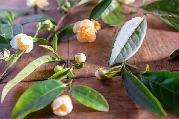 茶叶和茶花在桌上的特写 — 图库照片