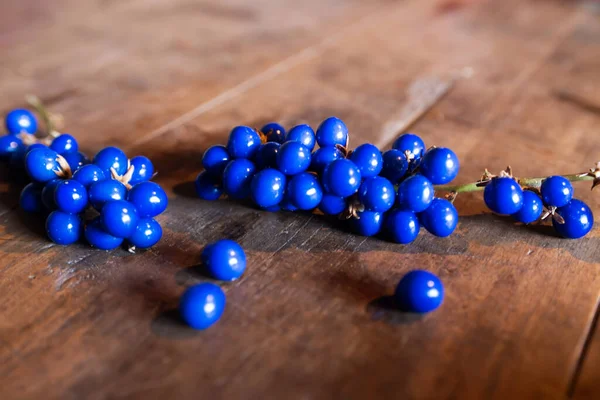 Primer Plano Ophiopogon Japonicus Fruta Azul — Foto de Stock