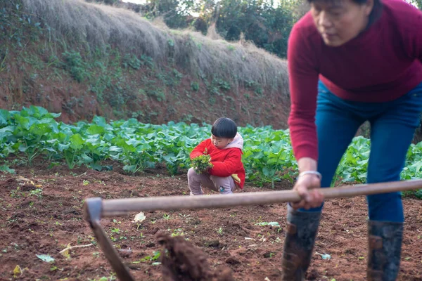 Mulher Que Plantou Legumes Estava Campo Com Seus Filhos Guanyin — Fotografia de Stock
