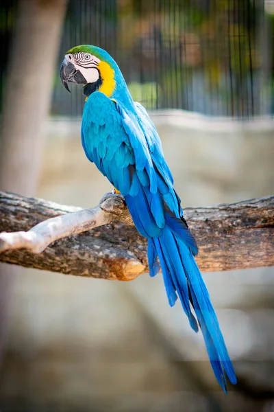 Beautiful Blue Macaw Parrot Bird — Stock Photo, Image