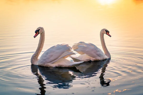Two Beautiful Swans Lake — Stock Photo, Image