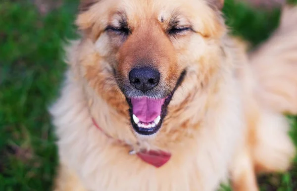 Portrait Happy Beautiful Fluffy Beige Dog Eyes Closed Outdoors — Stock Photo, Image