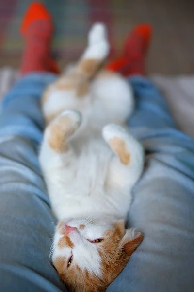 Расслабленная симпатичная кошка, лежащая на человеческих ногах — стоковое фото