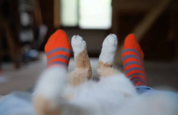 Relajado lindo gato acostado en los humanos piernas — Foto de Stock