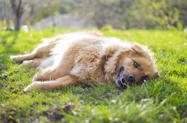 Happy Relaxed Beautiful Fluffy Beige Dog Lying Grass — Stock Photo, Image