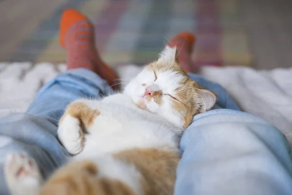 Bonito gato dormindo no o humanos pernas — Fotografia de Stock