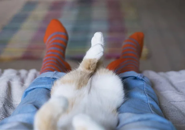 Relaxado bonito gato deitado sobre o humanos pernas — Fotografia de Stock