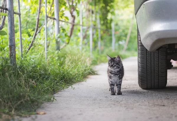 Niedliches Kätzchen Steht Neben Dem Autorad — Stockfoto