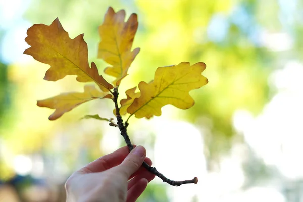 yellow oak leaves in a hand, autumn season.