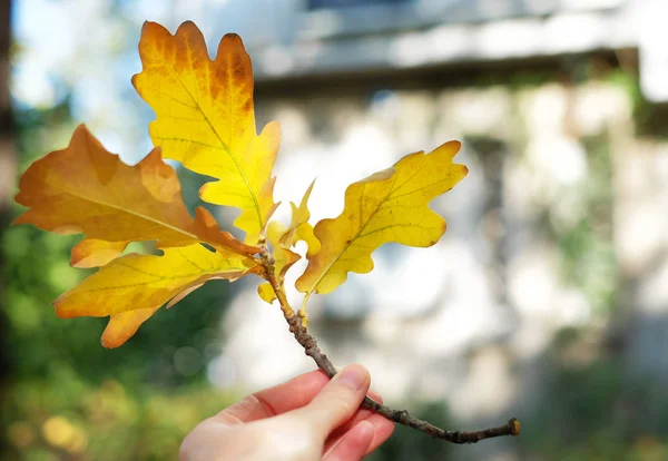 yellow oak leaves in a hand, autumn season.