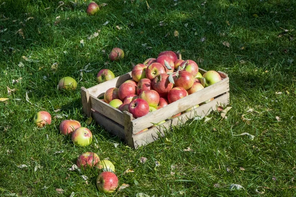 Manzanas rojas y verdes recién recogidas en una caja de madera sobre hierba verde — Foto de Stock
