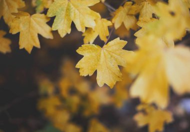 Sarı akçaağaç yaprakları