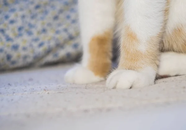 Bonito macio gatos patas enquanto sentado no sofá — Fotografia de Stock