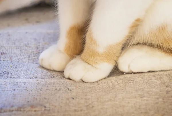 Милые мягкие кошки лапы, сидя на диване — стоковое фото