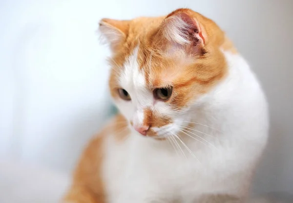 Porträt einer niedlichen orange-weißen Katze — Stockfoto