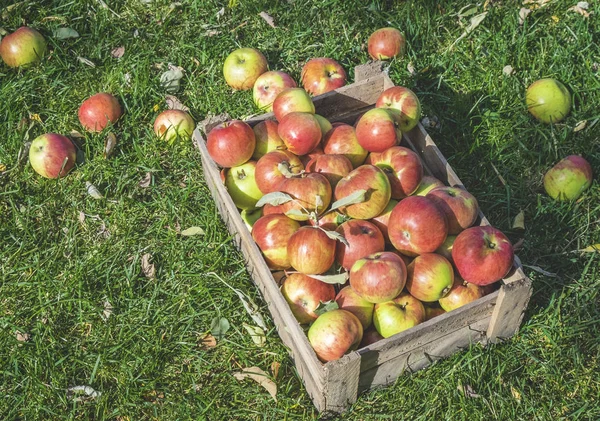 Manzanas rojas y verdes recién recogidas en una caja de madera sobre hierba verde — Foto de Stock