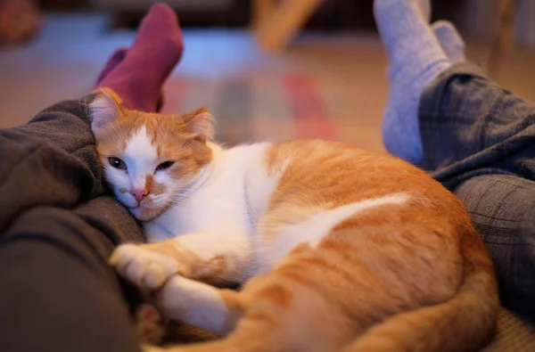 Симпатичная кошка, лежащая между ног мужчины и женщины — стоковое фото