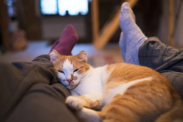 Bonito Gato Deitado Entre Homem Mulher Pernas — Fotografia de Stock