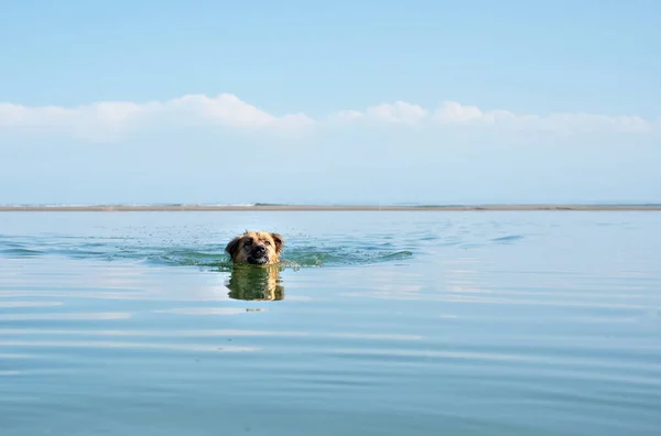 Hund schwimmt im blauen Wasser — Stockfoto