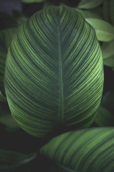Hijau daun latar belakang. Konsep alam, tumbuhan, dan kesegaran — Stok Foto