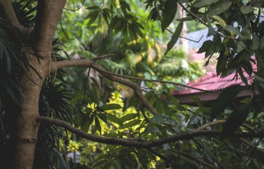 Ağaçlar Güneydoğu Asya'da kırmızı tavan için görüntüleyin