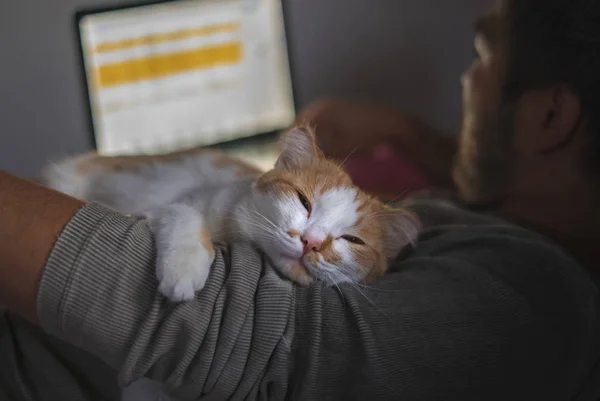 Gato bonito deitado no ombro do homem enquanto trabalhava no computador . — Fotografia de Stock