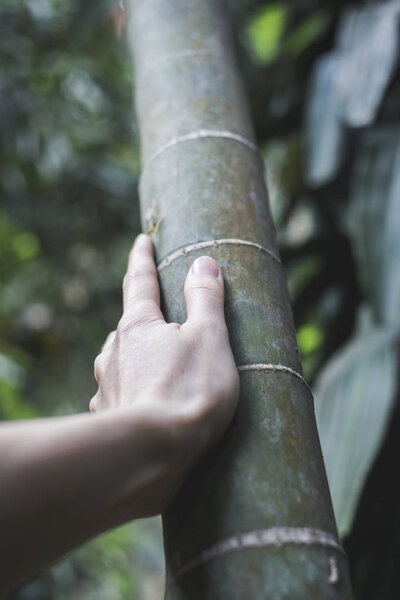 woman's hand on a trunk of bamboo tree