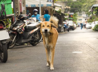 Bangkok şehir, Tayland sokakta komik şirin köpek