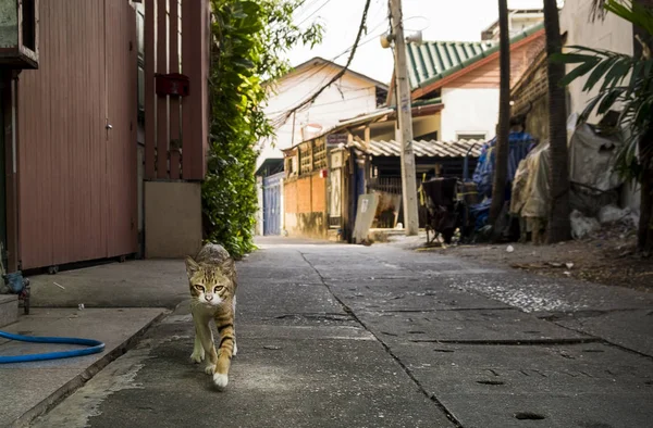 Bangkok şehir, Tayland sokakta komik şirin kedi — Stok fotoğraf