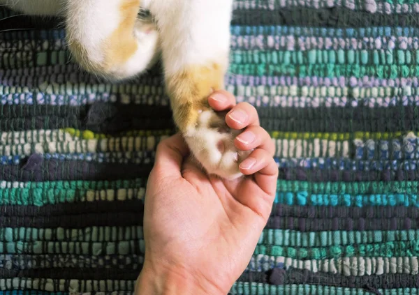 Amistad entre humanos y gatos. La pata está en la mano . — Foto de Stock