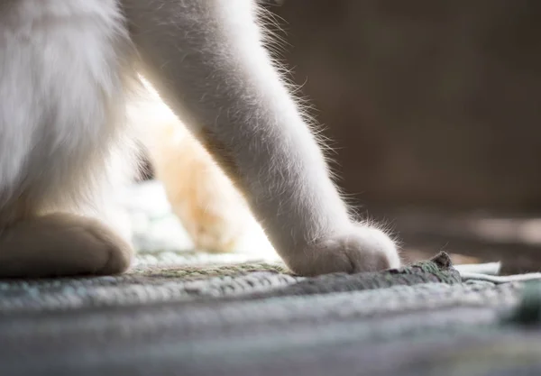 Lindas patas de gato suave mientras está sentado en el sofá — Foto de Stock